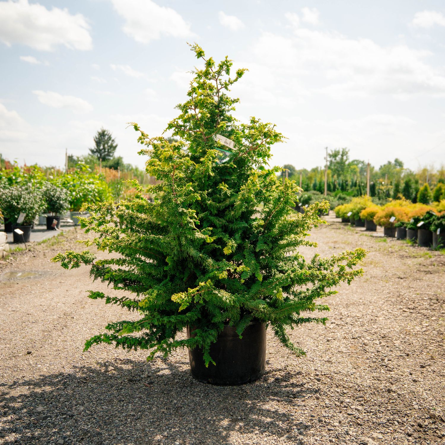 HINOKI, FERNSPRAY GOLD, #6
