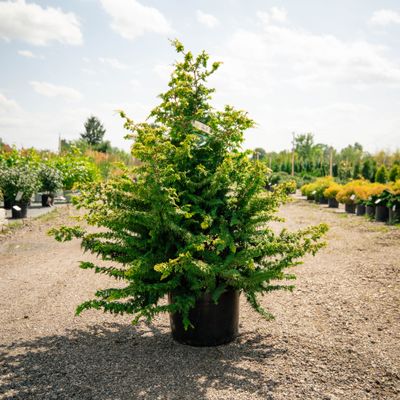 HINOKI, FERNSPRAY GOLD, #6
