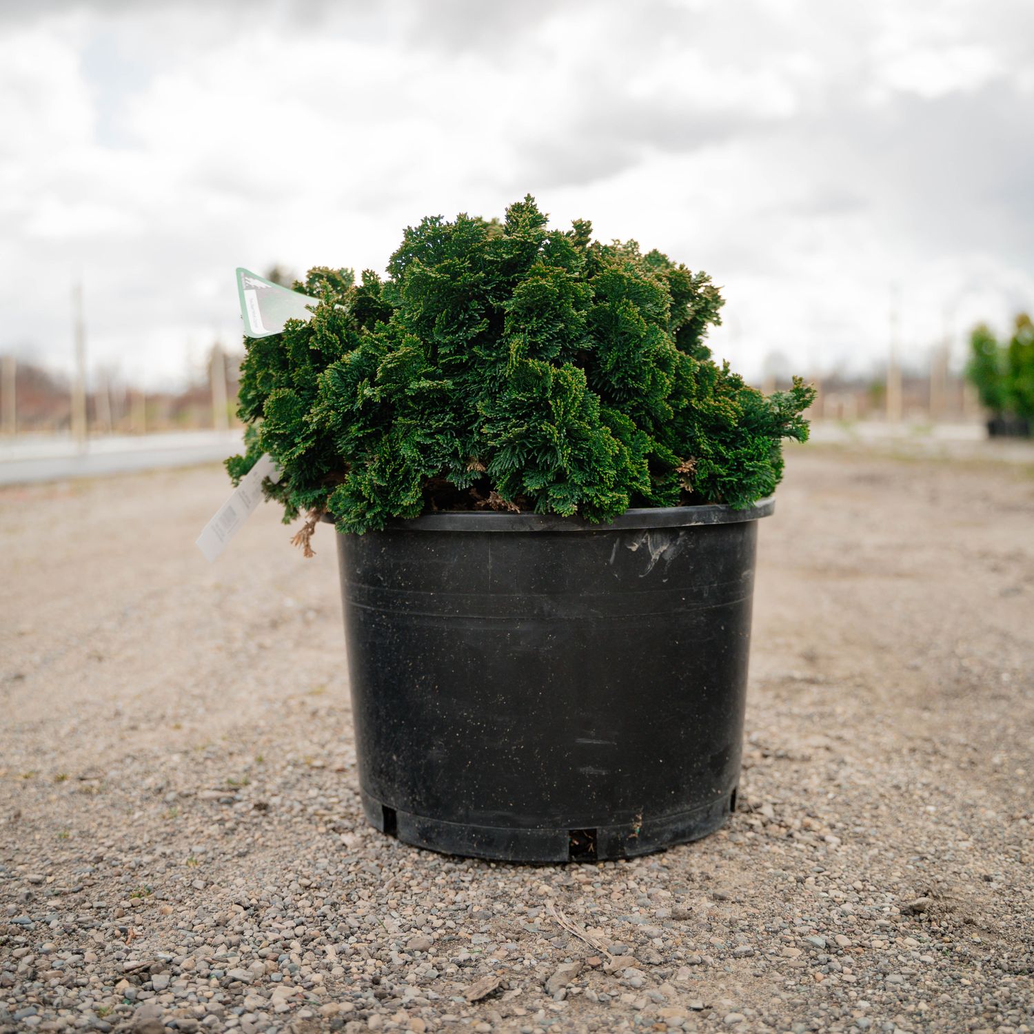 HINOKI, NANA GRACILIS, #6