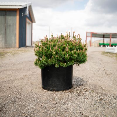 PINUS, MUGO, SLOWMOUND, #6