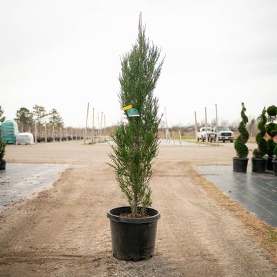 JUNIPER, BLUE ARROW, #15, 4-5