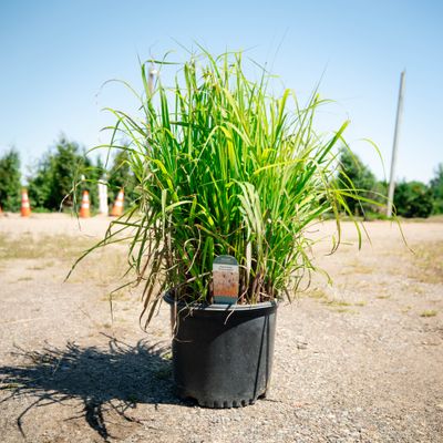 MISCANTHUS FLAME GRASS #3