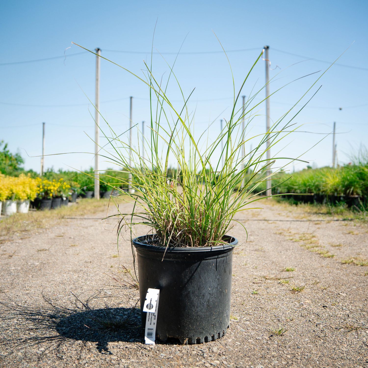 MISCANTHUS, MORNING LIGHT, #3