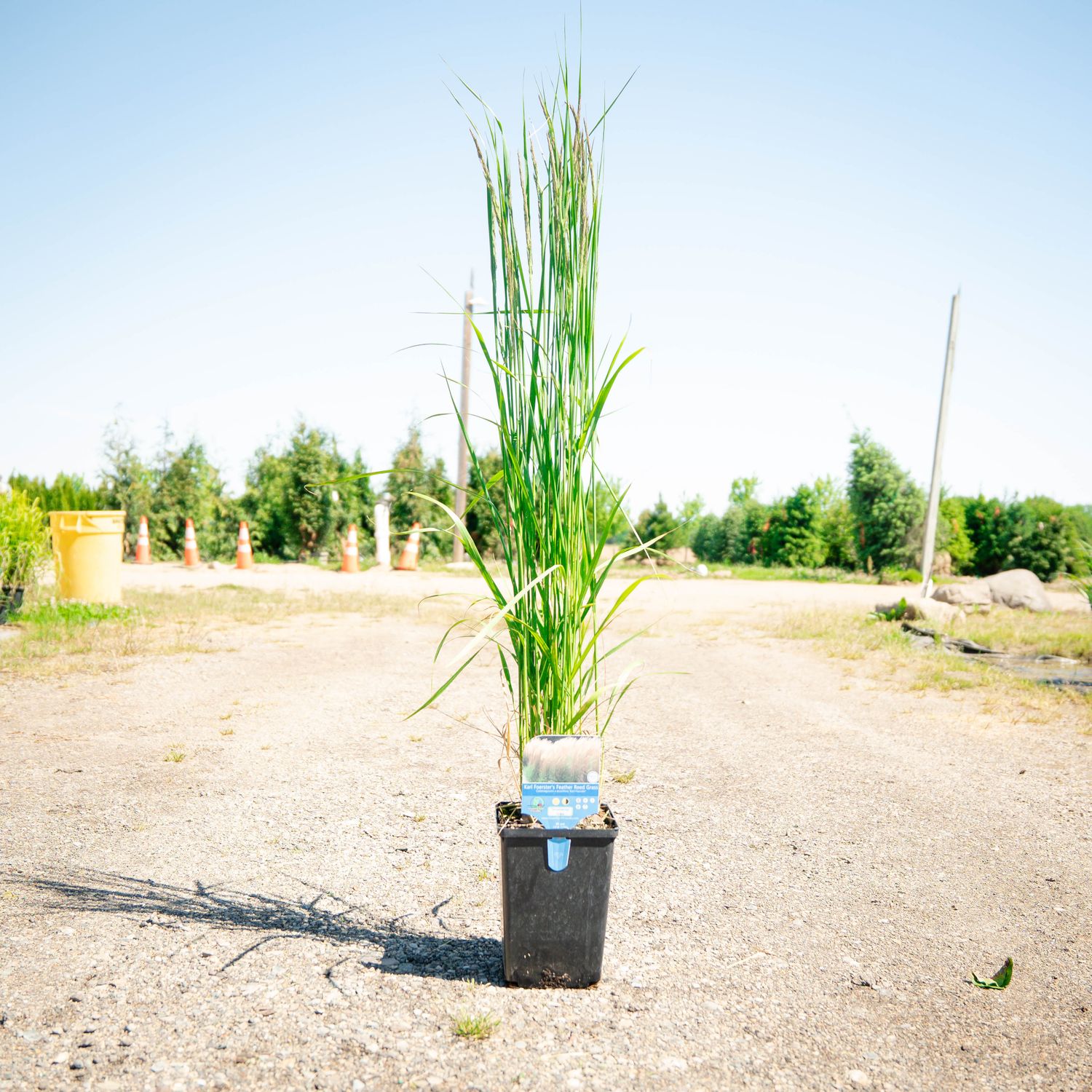 REED GRASS, KARL FOERSTER, #1