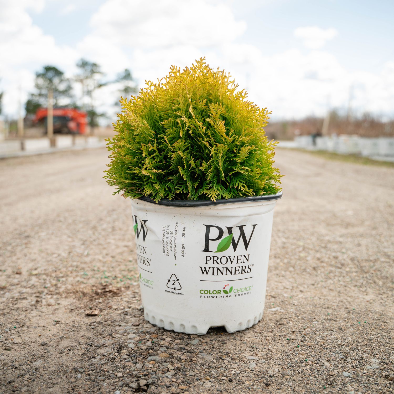 ARBORVITAE, ANNA'S MAGIC BALL, #3