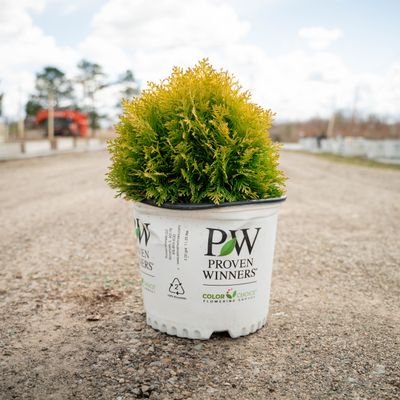 ARBORVITAE, ANNA'S MAGIC BALL, #3