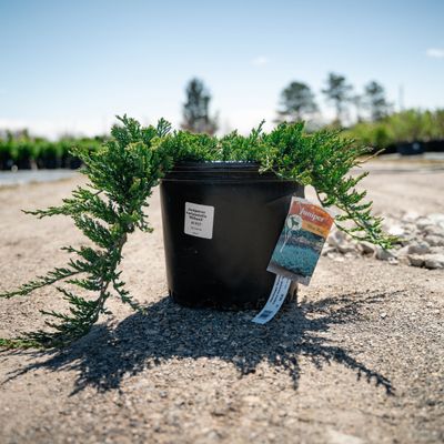 JUNIPER, BLUE RUG, #3