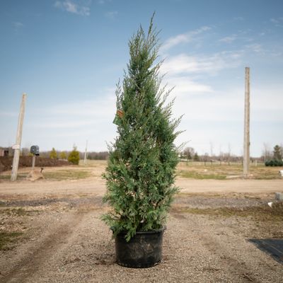 JUNIPER, WICHITA BLUE, #10