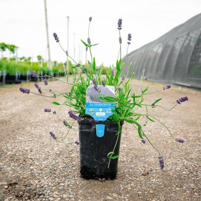 LAVENDER, BIG TIME BLUE, #1