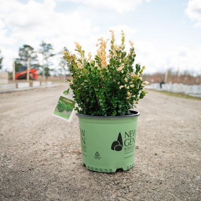 BOXWOOD, NEW GEN FREEDOM, #3