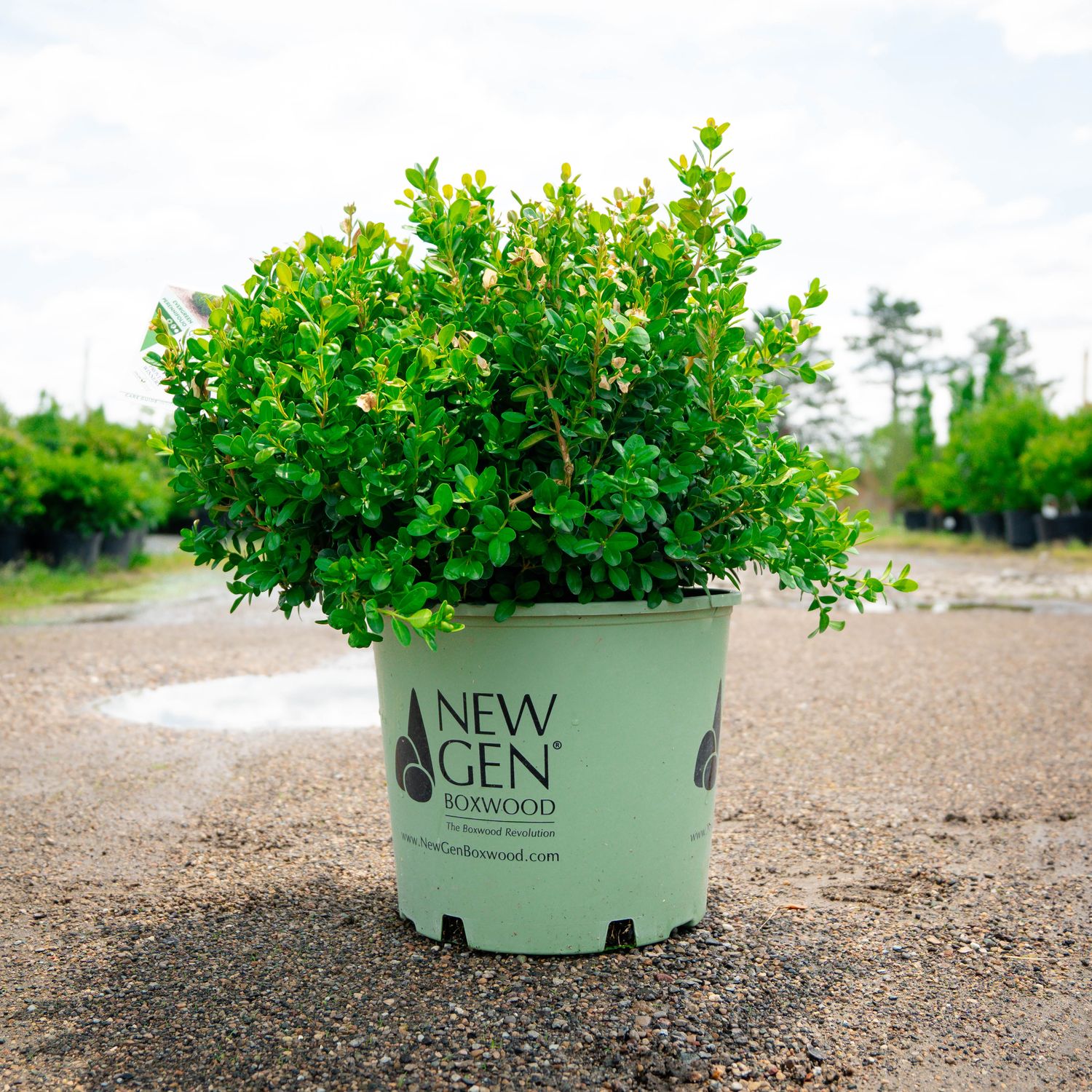 BOXWOOD, NEW GEN FREEDOM, #3