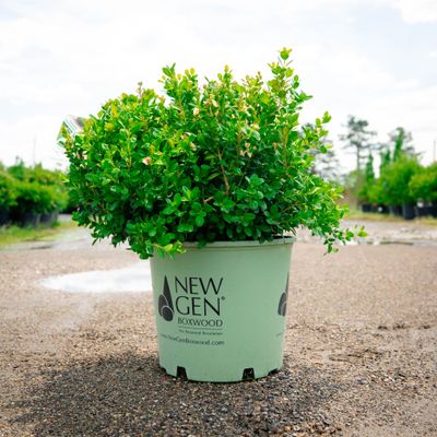 BOXWOOD, NEW GEN FREEDOM, #3