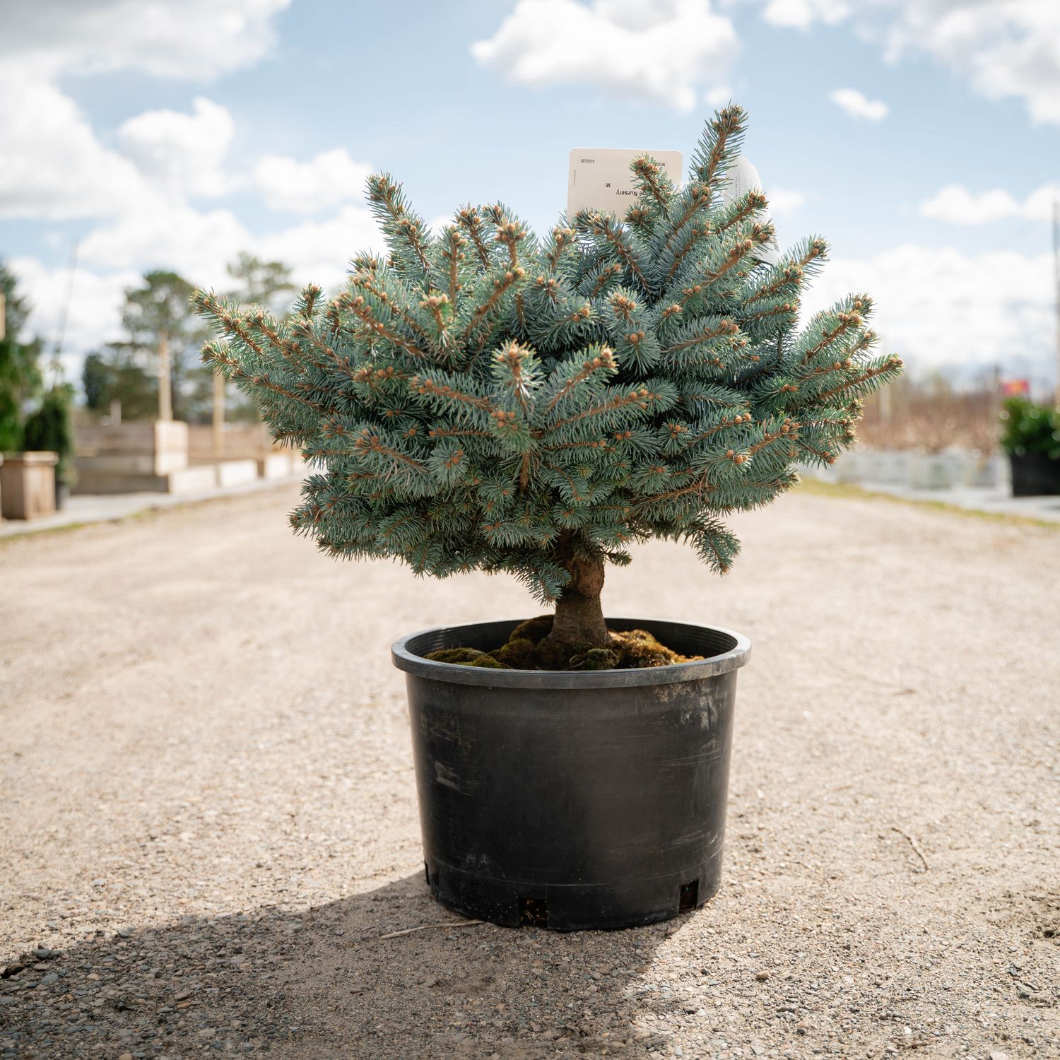 BLUE SPRUCE, GLOBE, STD #5