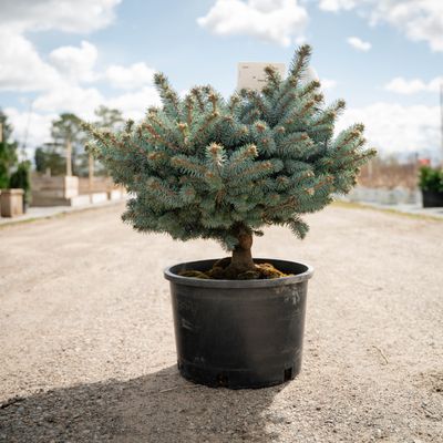 BLUE SPRUCE, GLOBE, STD #5