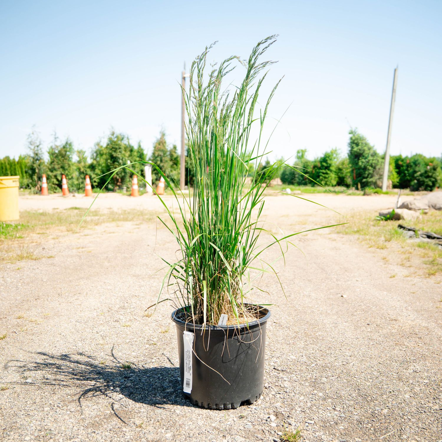 REED GRASS, KARL FOERSTER, #3