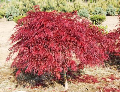 JAPANESE MAPLE, CRIMSON QUEEN, #10
