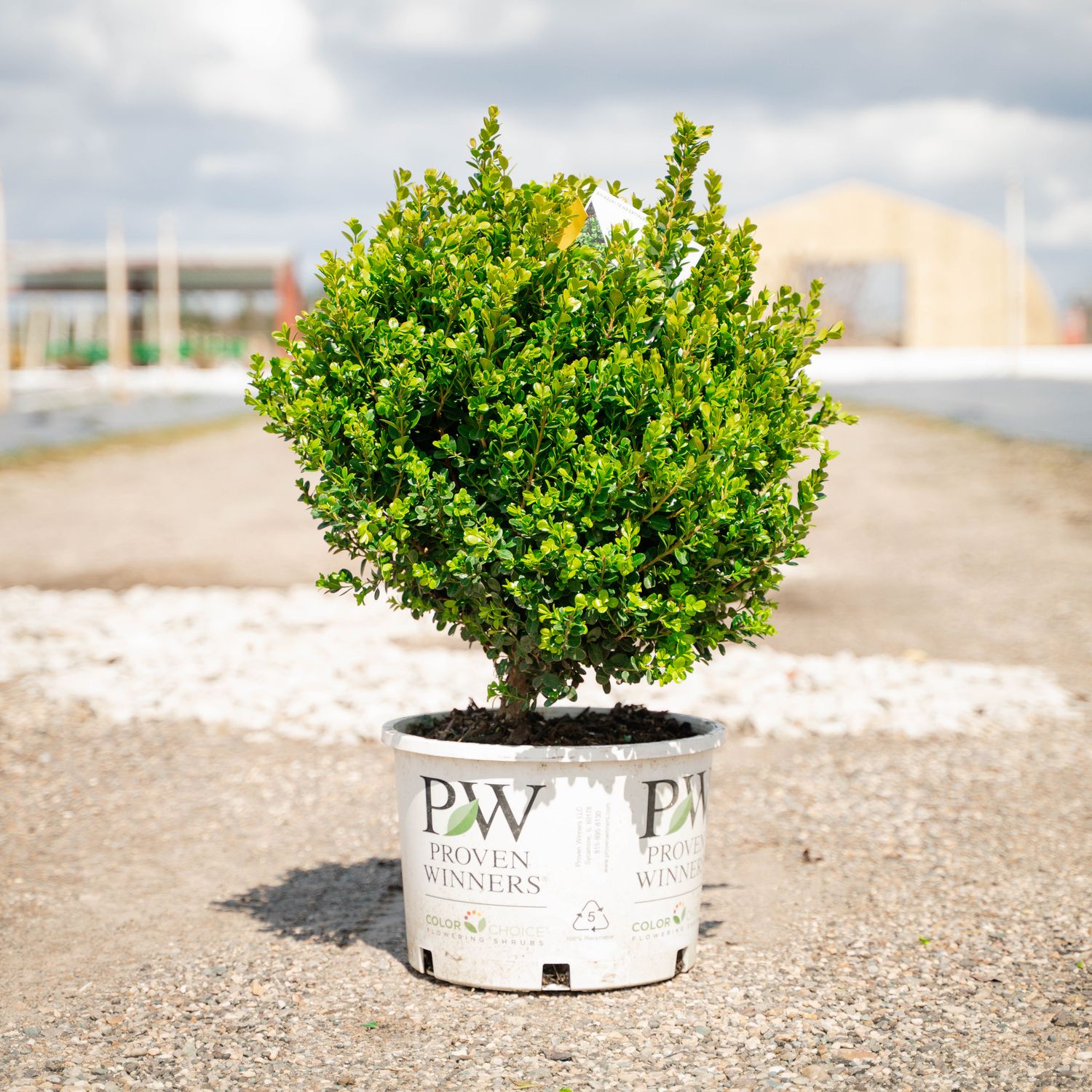 BOXWOOD, SPRINTER, #6