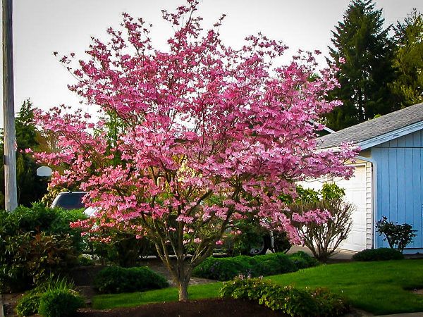 DOGWOOD X, STELLAR PINK, #7