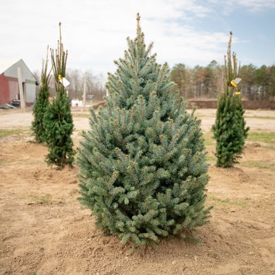 SPRUCE, BABY BLUE, BB, 4-5'