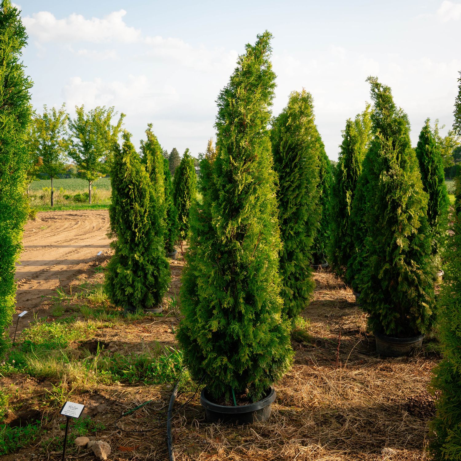 ARBORVITAE, EMERALD GREEN, #15, 6-7'