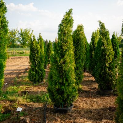 ARBORVITAE, EMERALD GREEN, #15, 6-7'