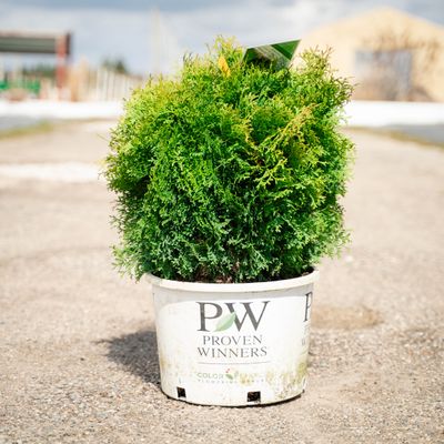 ARBORVITAE, TATER TOT, #6