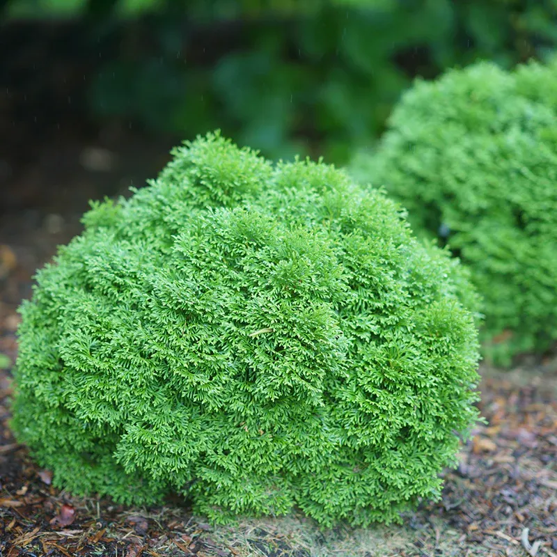 ARBORVITAE, TATER TOT, #6
