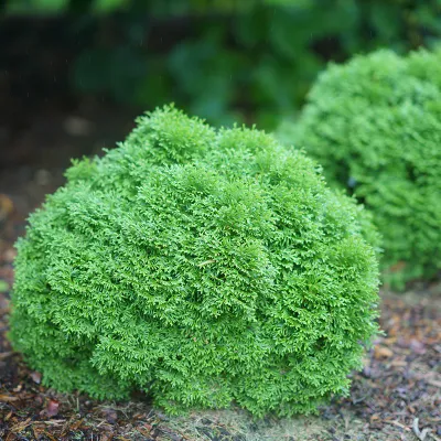 ARBORVITAE, TATER TOT, #6