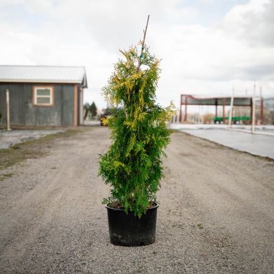 ARBORVITAE, YELLOW RIBBON, #6