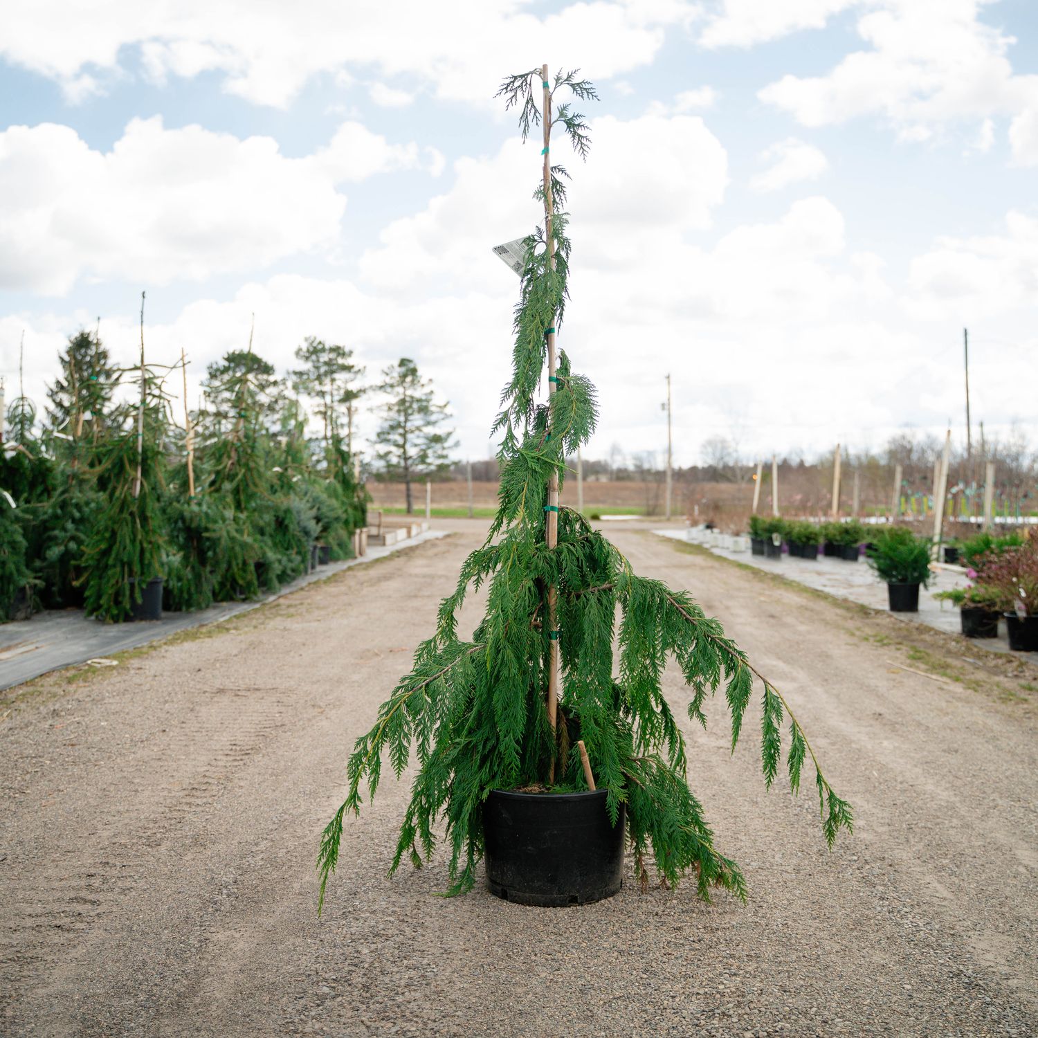 ALASKAN CEDAR, WEEPING, JUBILEE, #6