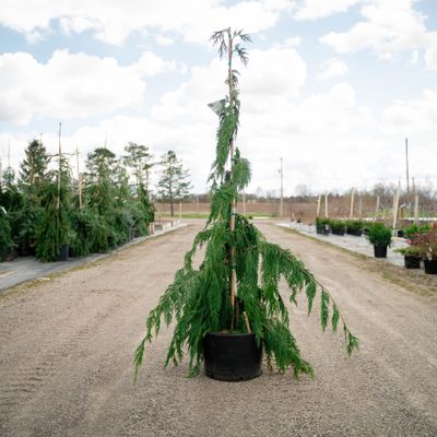 ALASKAN CEDAR, WEEPING, JUBILEE, #6