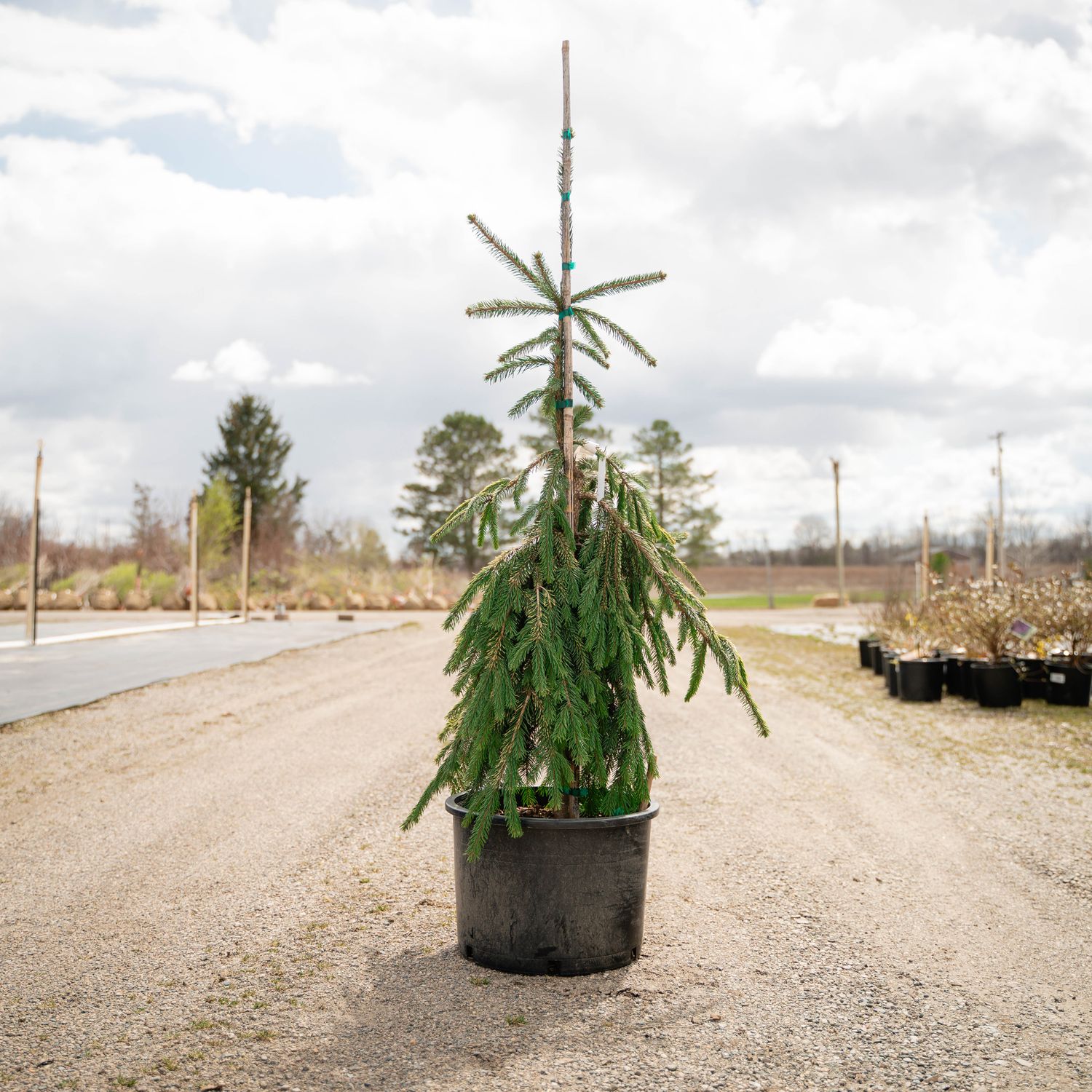 NORWAY SPRUCE, GOLD DRIFT, #6