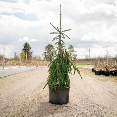 NORWAY SPRUCE, GOLD DRIFT, #6