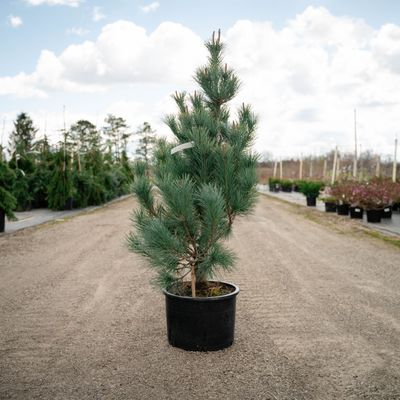 PINE, MACEDONIAN, PACIFIC BLUE, #6