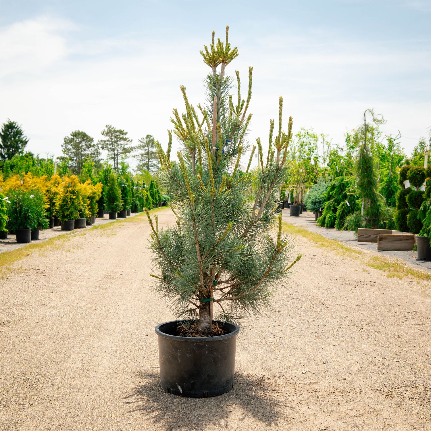 PINE, MACEDONIAN, PACIFIC BLUE, #6