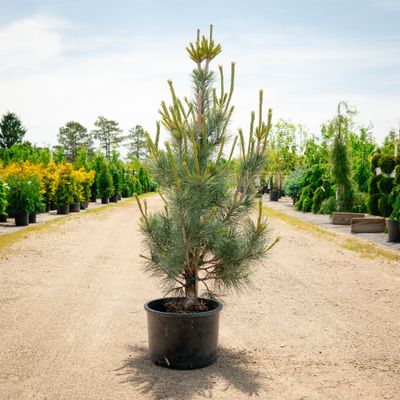 PINE, MACEDONIAN, PACIFIC BLUE, #6