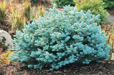 BLUE SPRUCE, GLOBE LG  #6