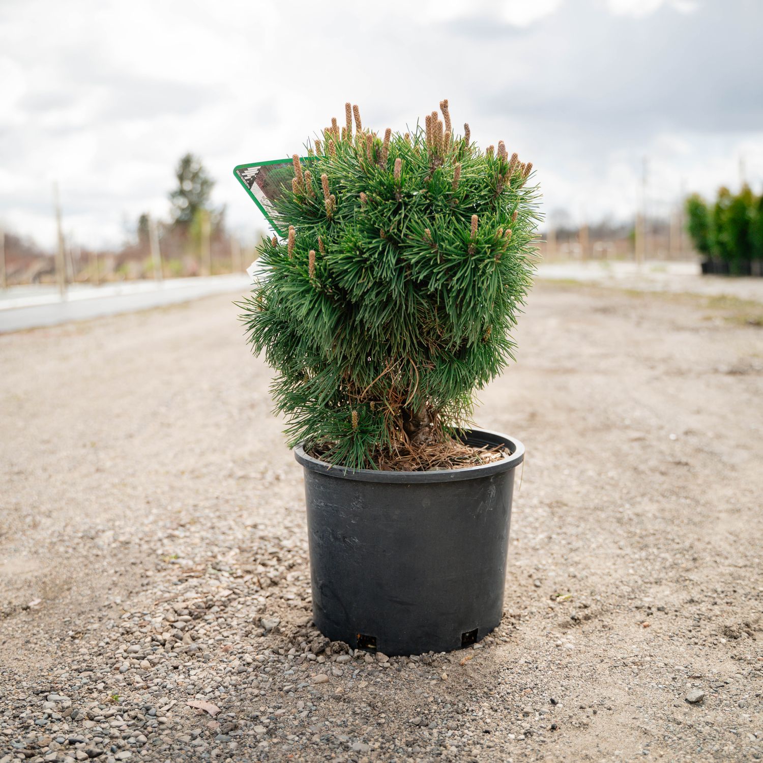 PINE, MUGO, BIG TUNA, #3