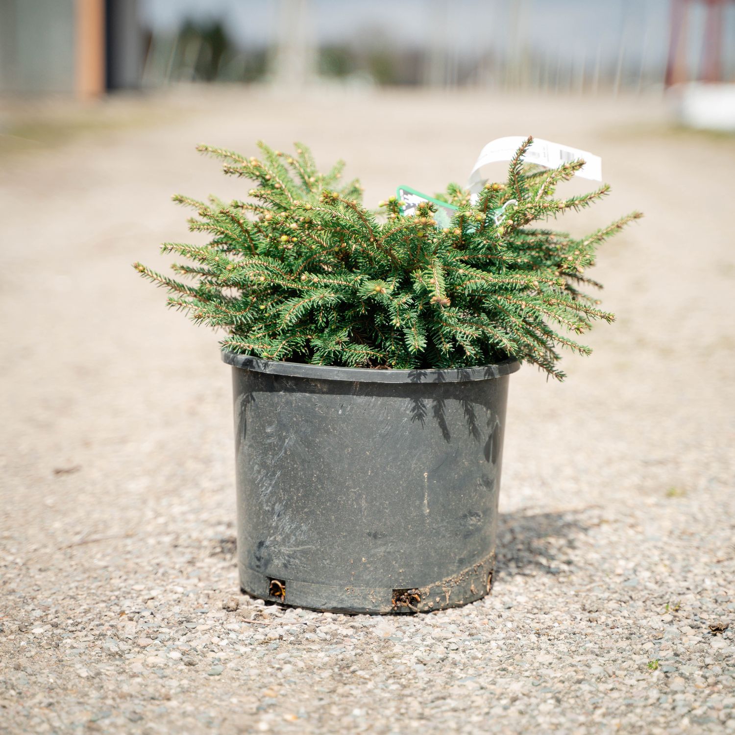 SPRUCE, BIRDS NEST, #3