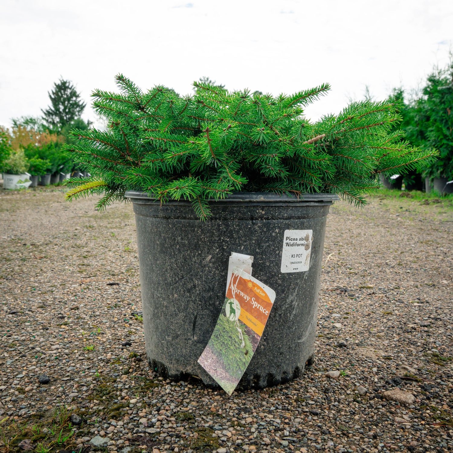 SPRUCE, BIRDS NEST, #3