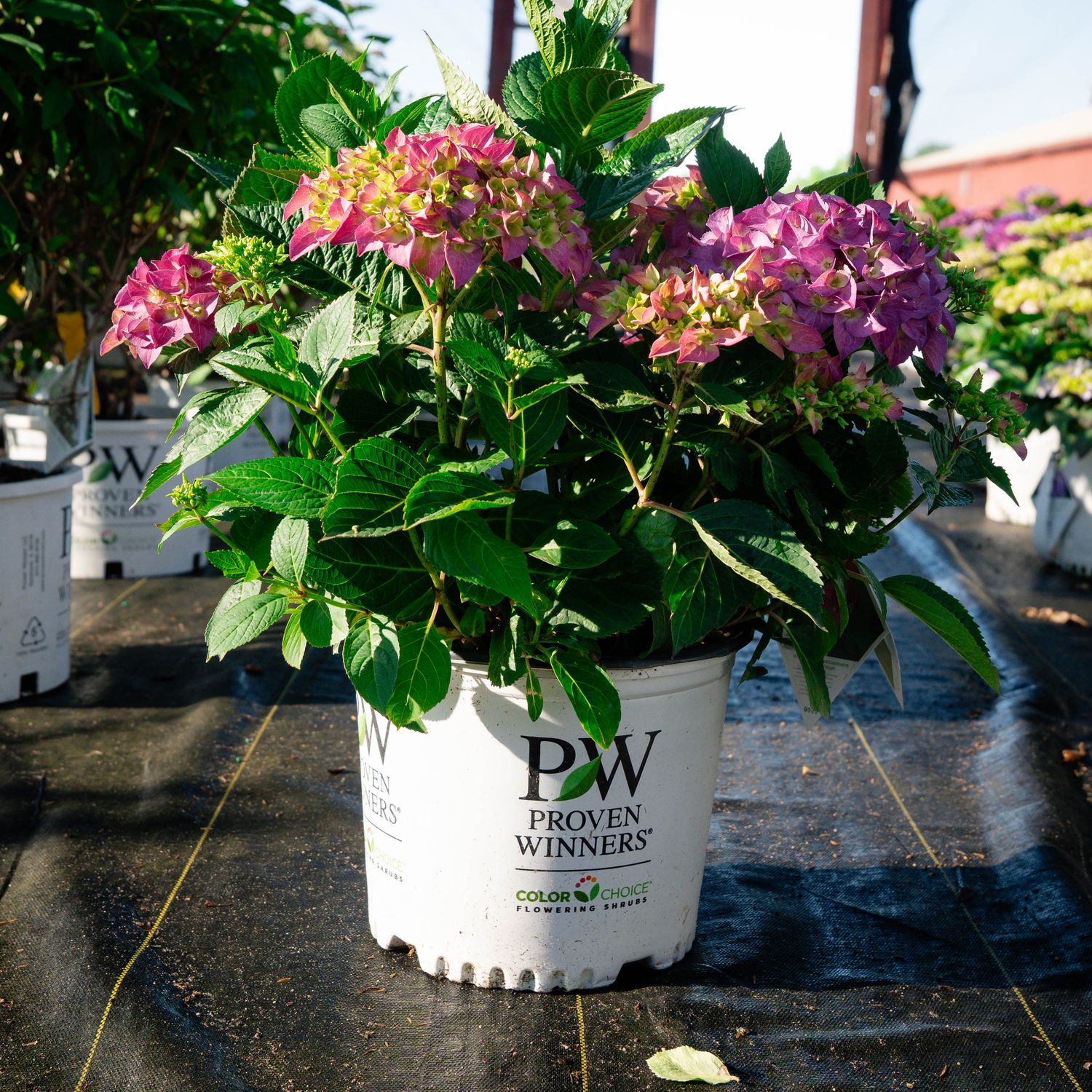 HYDRANGEA, LETS DANCE, ARRIBA, #3
