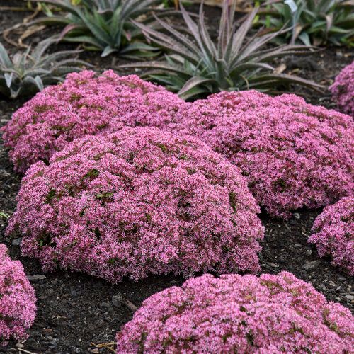 SEDUM, ROCK AND ROUND, 8"