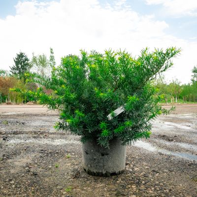 YEW DENSIFORMIS #3