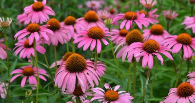 CONEFLOWER, RUBY STAR, #1