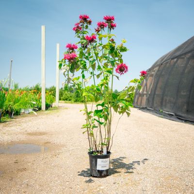 MONARDA (BEE BALM), RASPBERRY WINE, #1