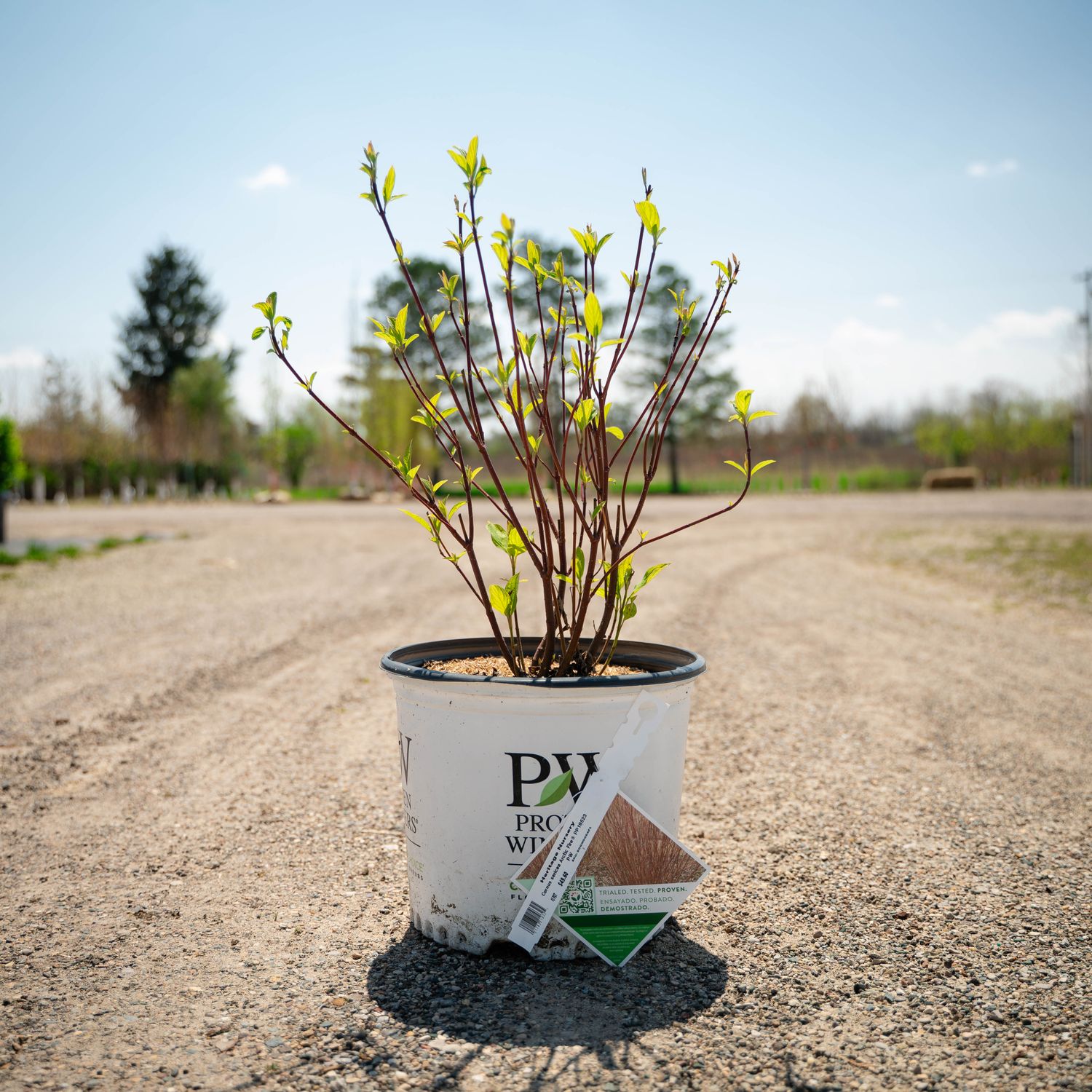 DOGWOOD, ARCTIC FIRE #3