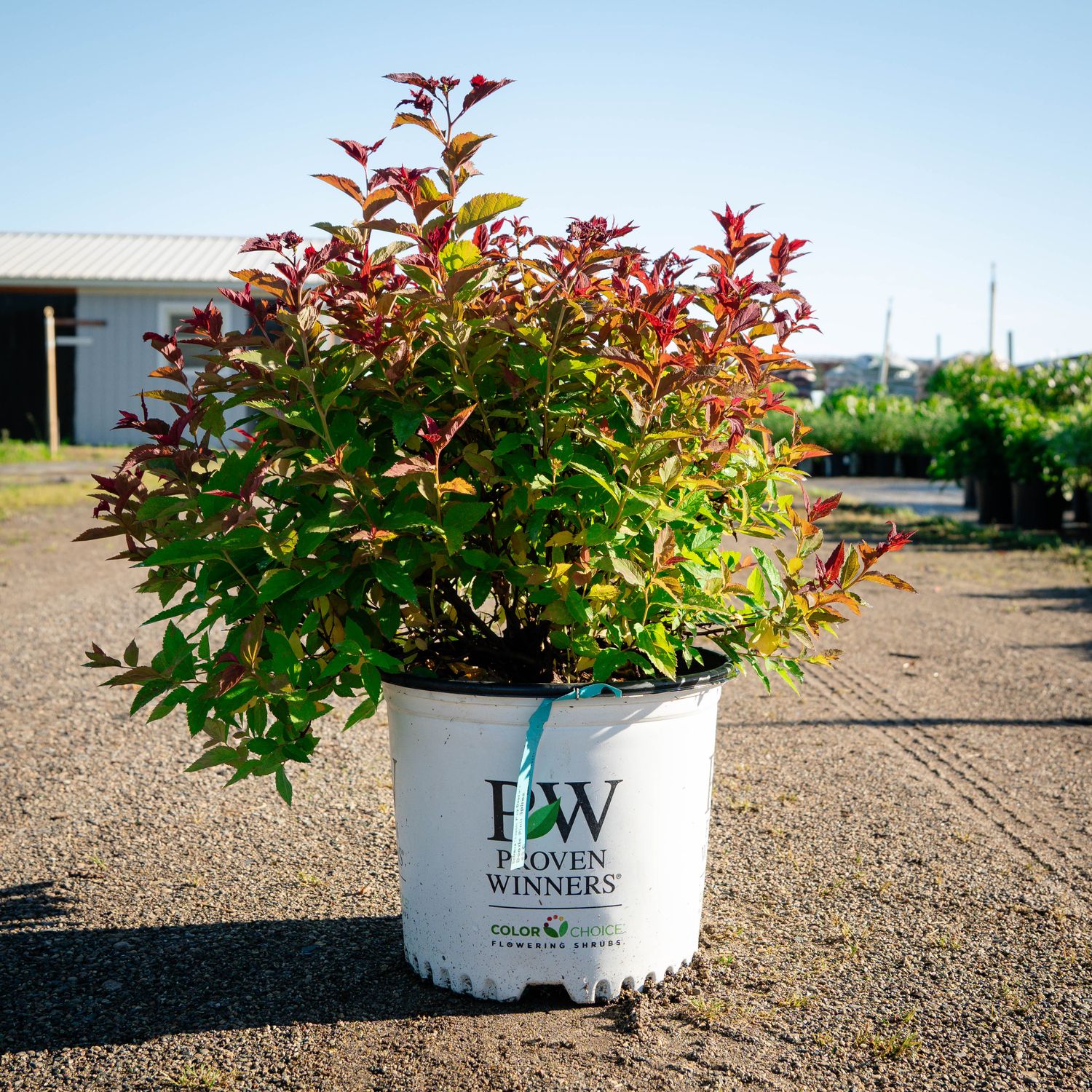 SPIREA, DOUBLE PLAY DOOZIE PINK, #3