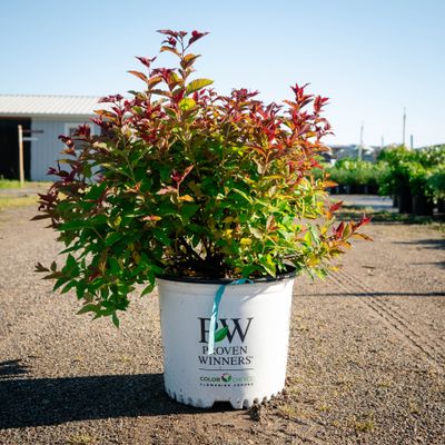 SPIREA, DOUBLE PLAY DOOZIE PINK, #3