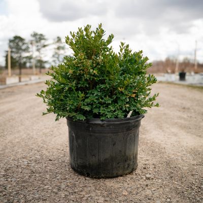 BOXWOOD, GREEN VELVET, #5