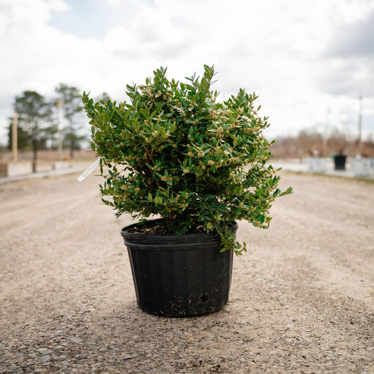 BOXWOOD, GREEN VELVET, #6